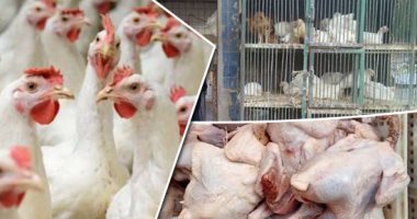 مصر والإمارات تبحثان استئناف حركة تصدير الدواجن مصر والإمارات تبحثان استئناف حركة تصدير الدواجن