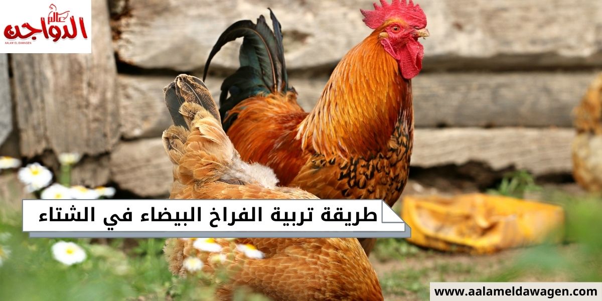 طريقة تربية الفراخ البيضاء في الشتاء طريقة تربية الفراخ البيضاء في الشتاء