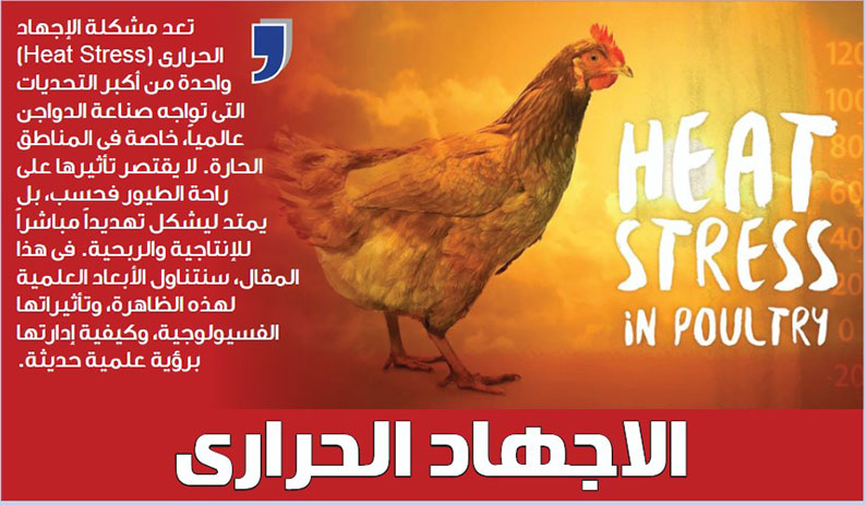 الاجهاد الحرارى وتأثيره على تربية بدارى التسمين ( القاتل الصامت )