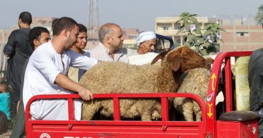 الزراعة: لجان يومية على شوادر بيع الأضاحى للتأكد من سلامتها قبل العيد الزراعة: لجان يومية على شوادر بيع الأضاحى للتأكد من سلامتها قبل العيد