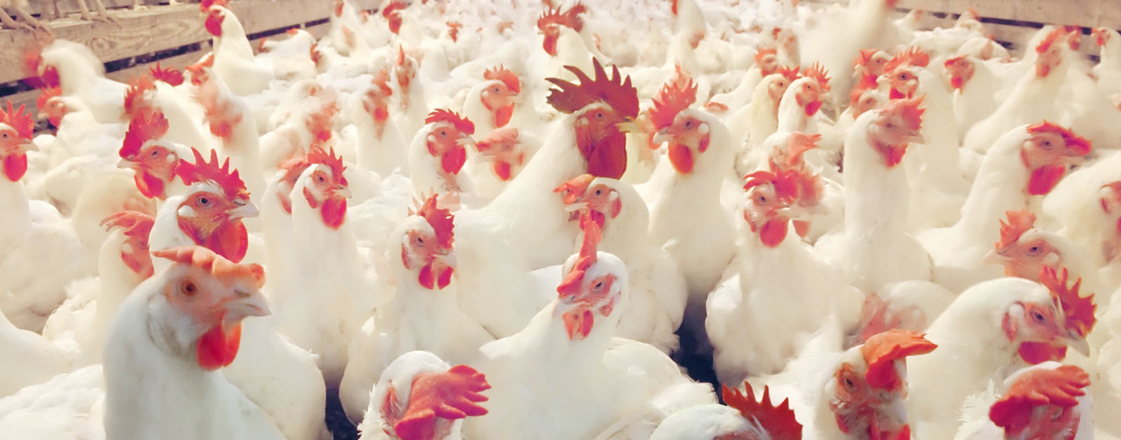 13 مزرعة دواجن خالية من أنفلونزا الطيور ومسموح بتصدير منتجاتها
