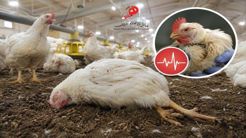 أستاذ بزراعة عين شمس: الإهمال وضعف التهوية وراء ظاهرة «الموت المفاجئ» للدواجن وليس التلاعب الجيني