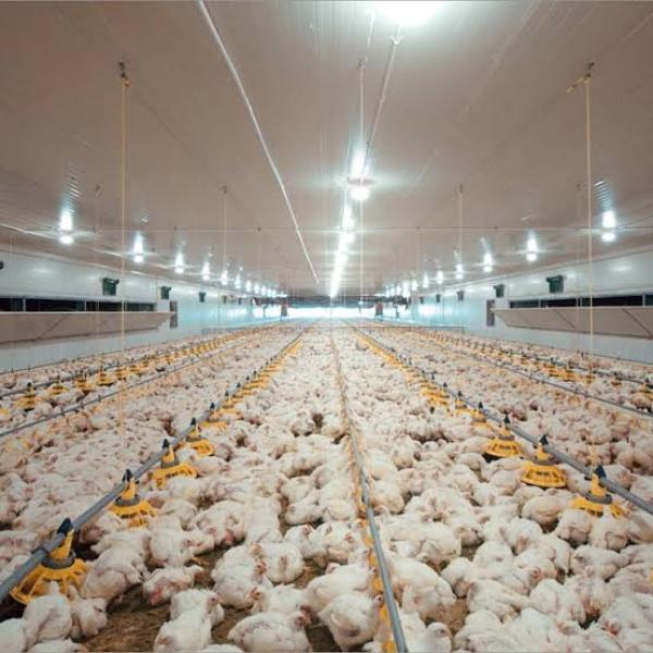 شعبة الدواجن بـ 