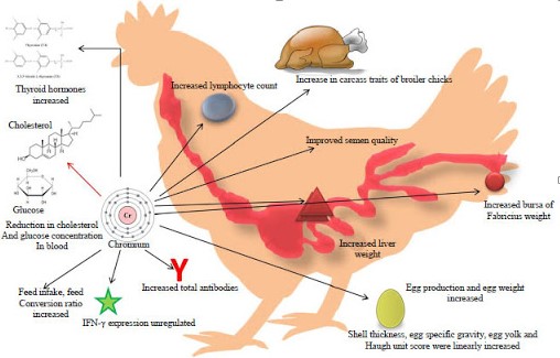 دور الكروم في صحة وتغذية الدواجن.. بقلم ا.د/خالد جعفر