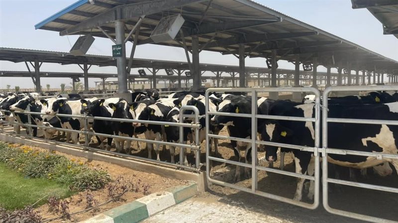 طفرة في الإنتاج الحيواني.. 