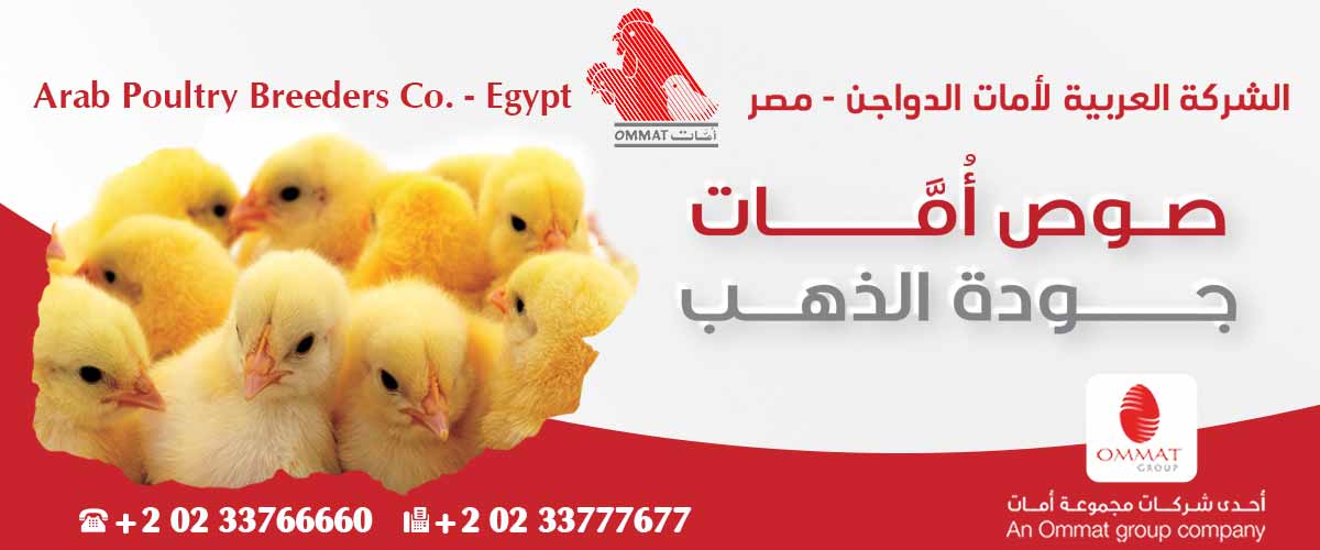 العربية لأمات الدواجن 