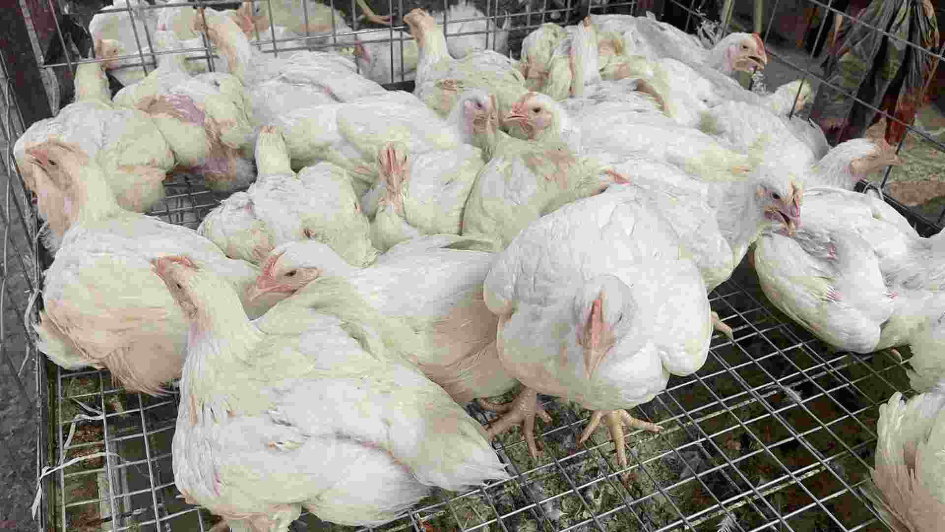 بوابة التصدير والنمو.. كيف تعزز الدواجن المصرية قوة الاقتصاد الوطني؟