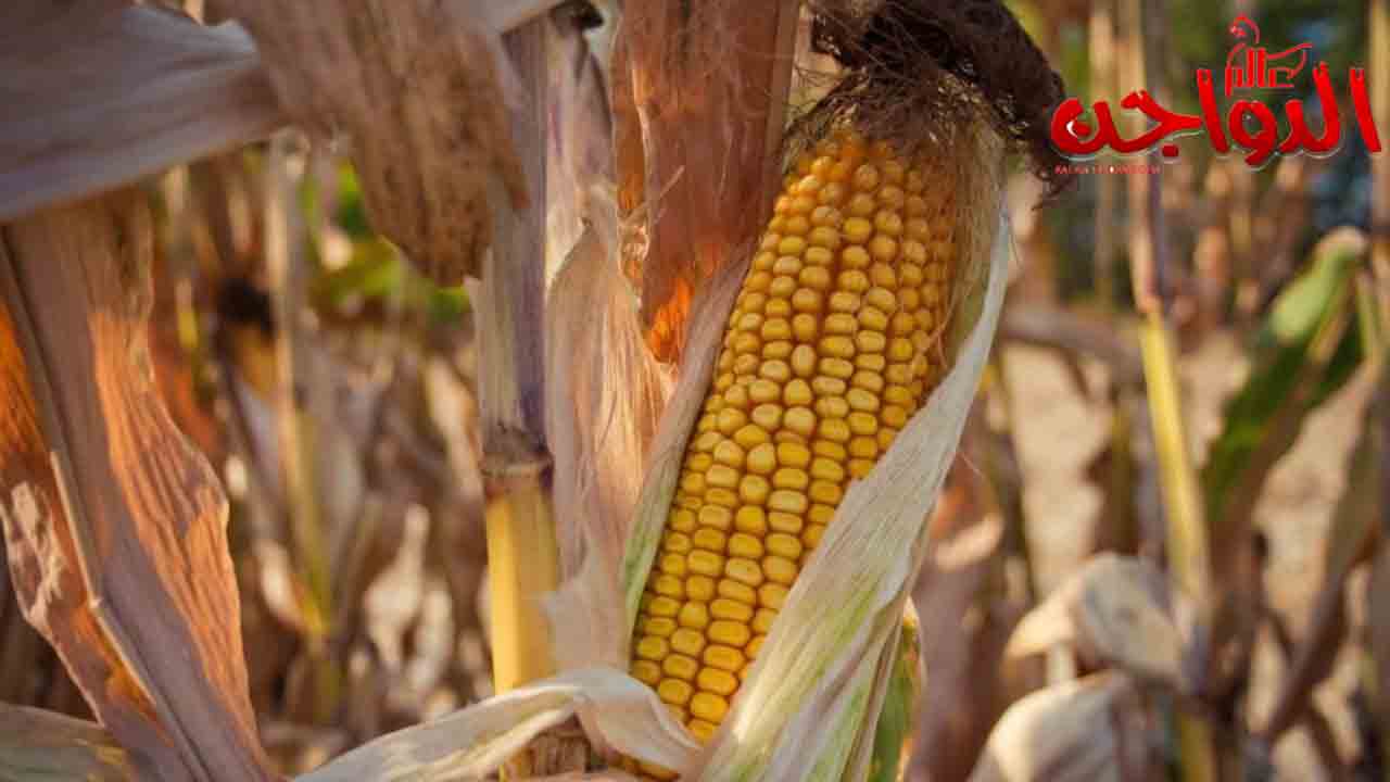 Egypt imports of feed corn exceed 148 million dollars last February Egypt imports of feed corn exceed 148 million dollars last February