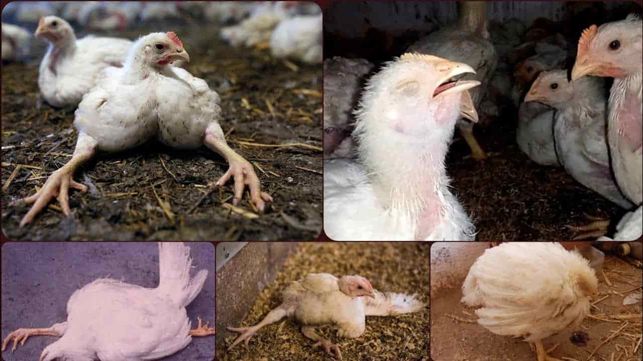 أعراض السالمونيلا في الدجاج.. التعرف عليها وعلاجها أعراض السالمونيلا في الدجاج.. التعرف عليها وعلاجها