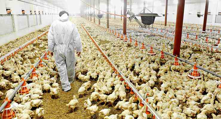 بـ 490 ترخيصاً و209 تسجيلة أعلاف.. 