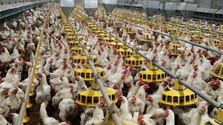 لغز الدواجن قبل رمضان.. لماذا نستورد رغم الفائض؟