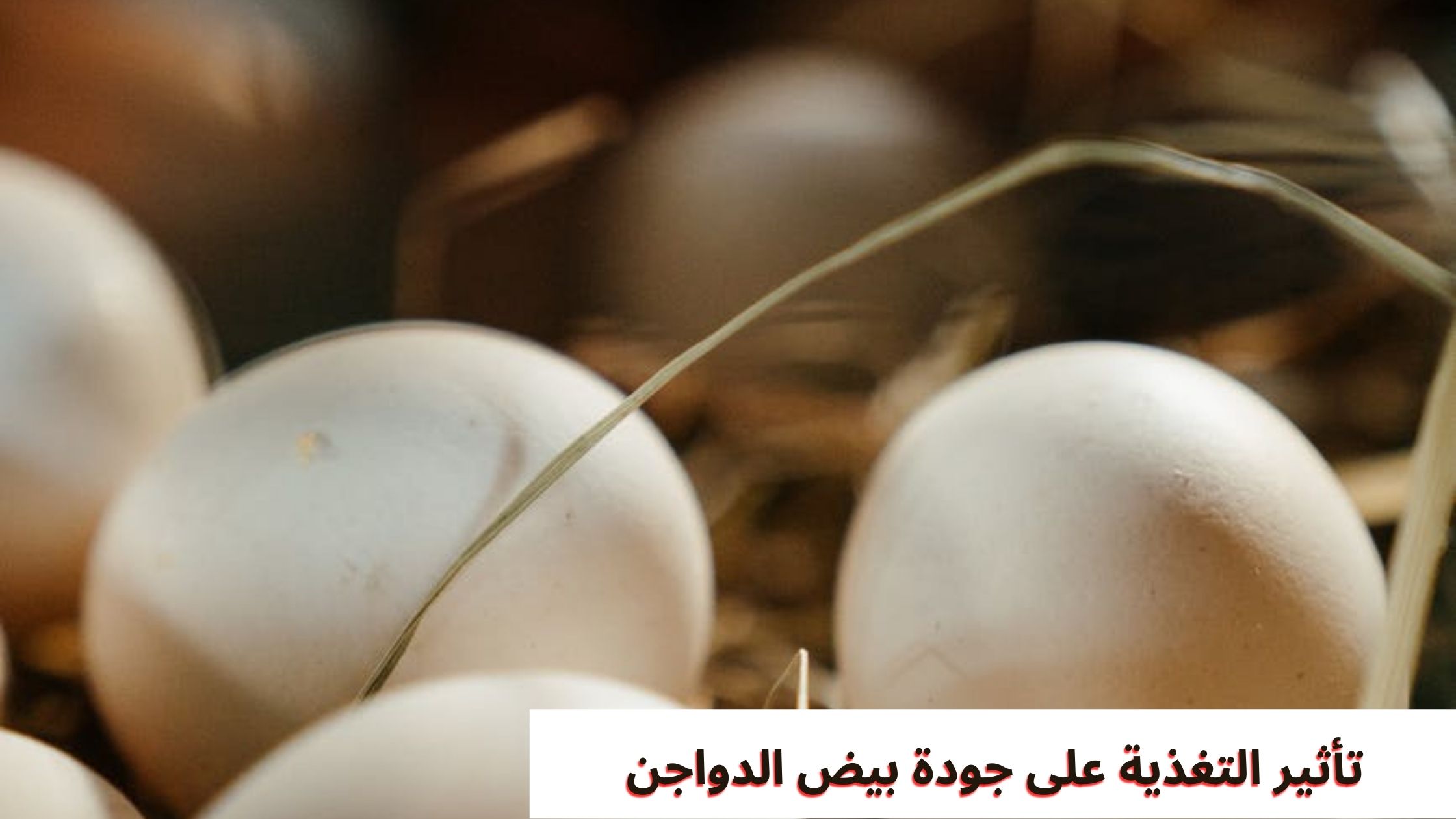 تأثير التغذية على جودة بيض الدواجن تأثير التغذية على جودة بيض الدواجن