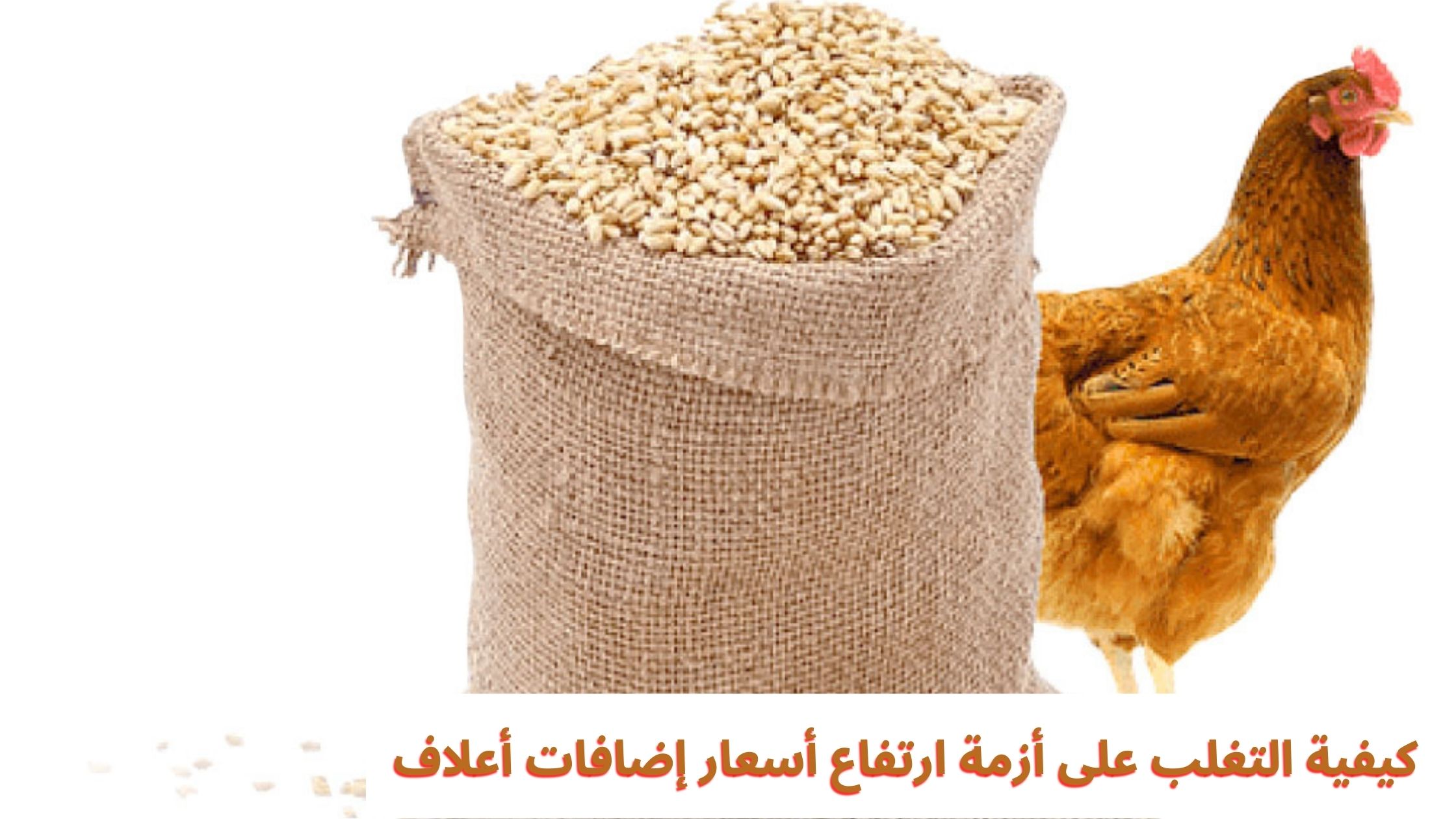 كيفية التغلب على أزمة ارتفاع أسعار إضافات أعلاف كيفية التغلب على أزمة ارتفاع أسعار إضافات أعلاف