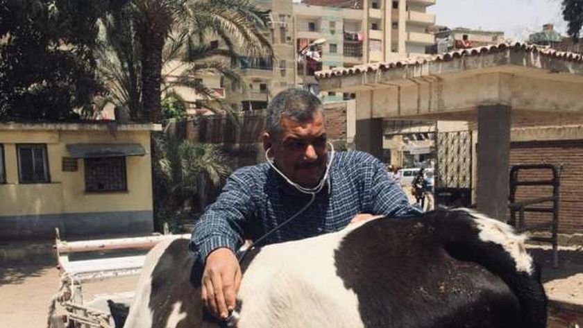 ما علاج الحيوان المصاب بالتهاب رئوي؟.. طبيب بيطري يجيب ما علاج الحيوان المصاب بالتهاب رئوي؟.. طبيب بيطري يجيب