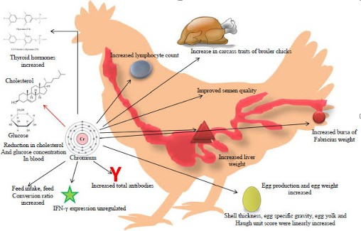 دور الكروم في صحة وتغذية الدواجن.. بقلم ا.د/خالد جعفر دور الكروم في صحة وتغذية الدواجن.. بقلم ا.د/خالد جعفر