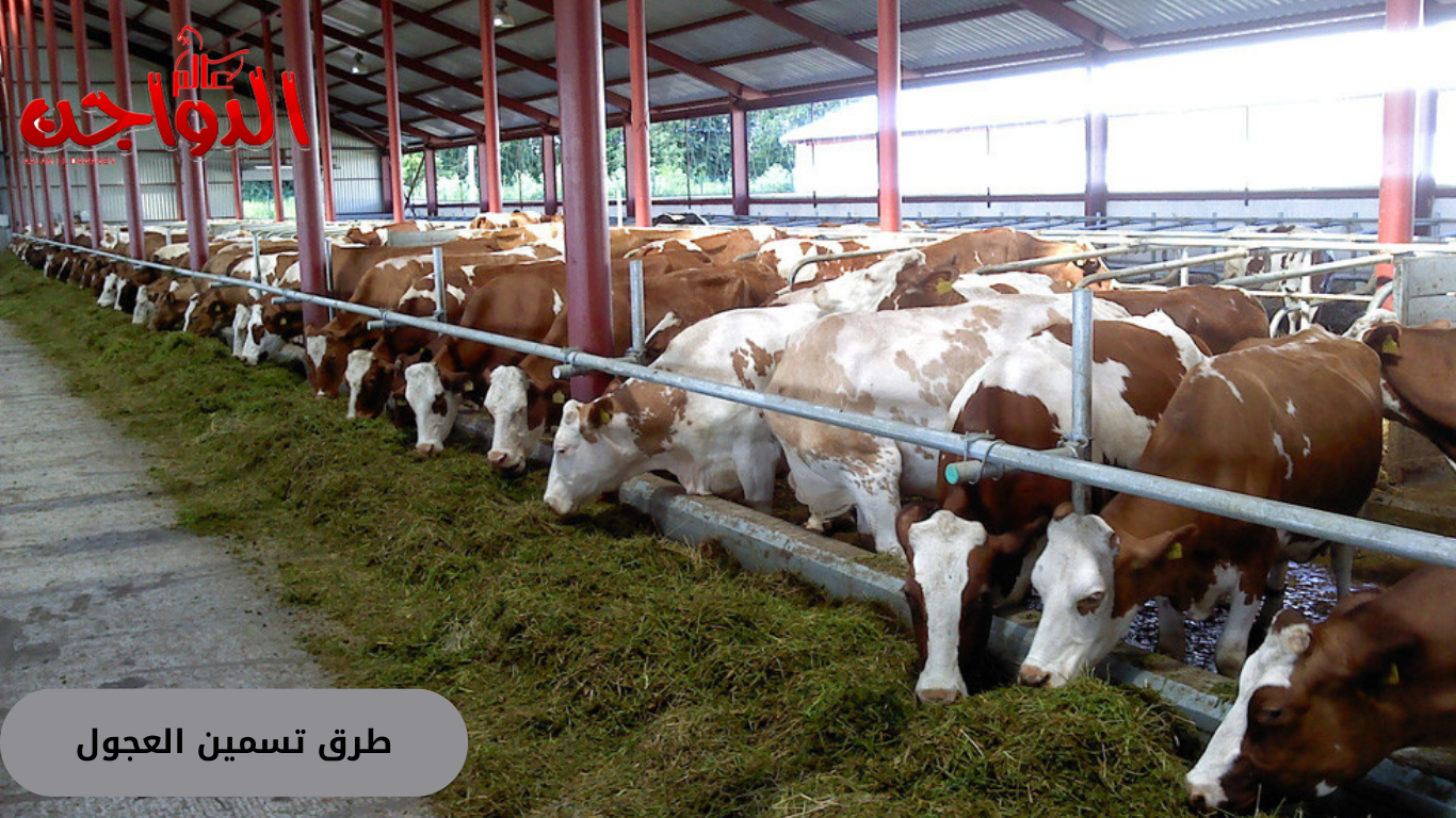 طرق تسمين العجول  طرق تسمين العجول