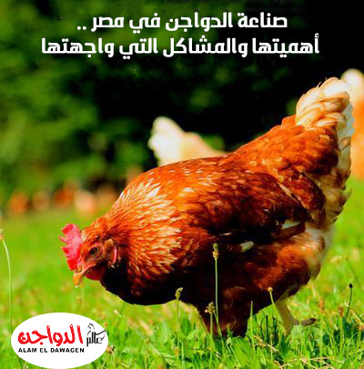 صناعة الدواجن في مصر .. أهميتها والمشاكل التي واجهتها صناعة الدواجن في مصر .. أهميتها والمشاكل التي واجهتها