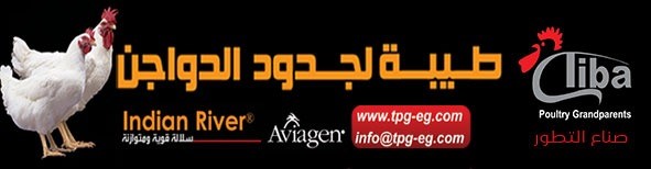 طيبة لجدود الدواجن طيبة لجدود الدواجن