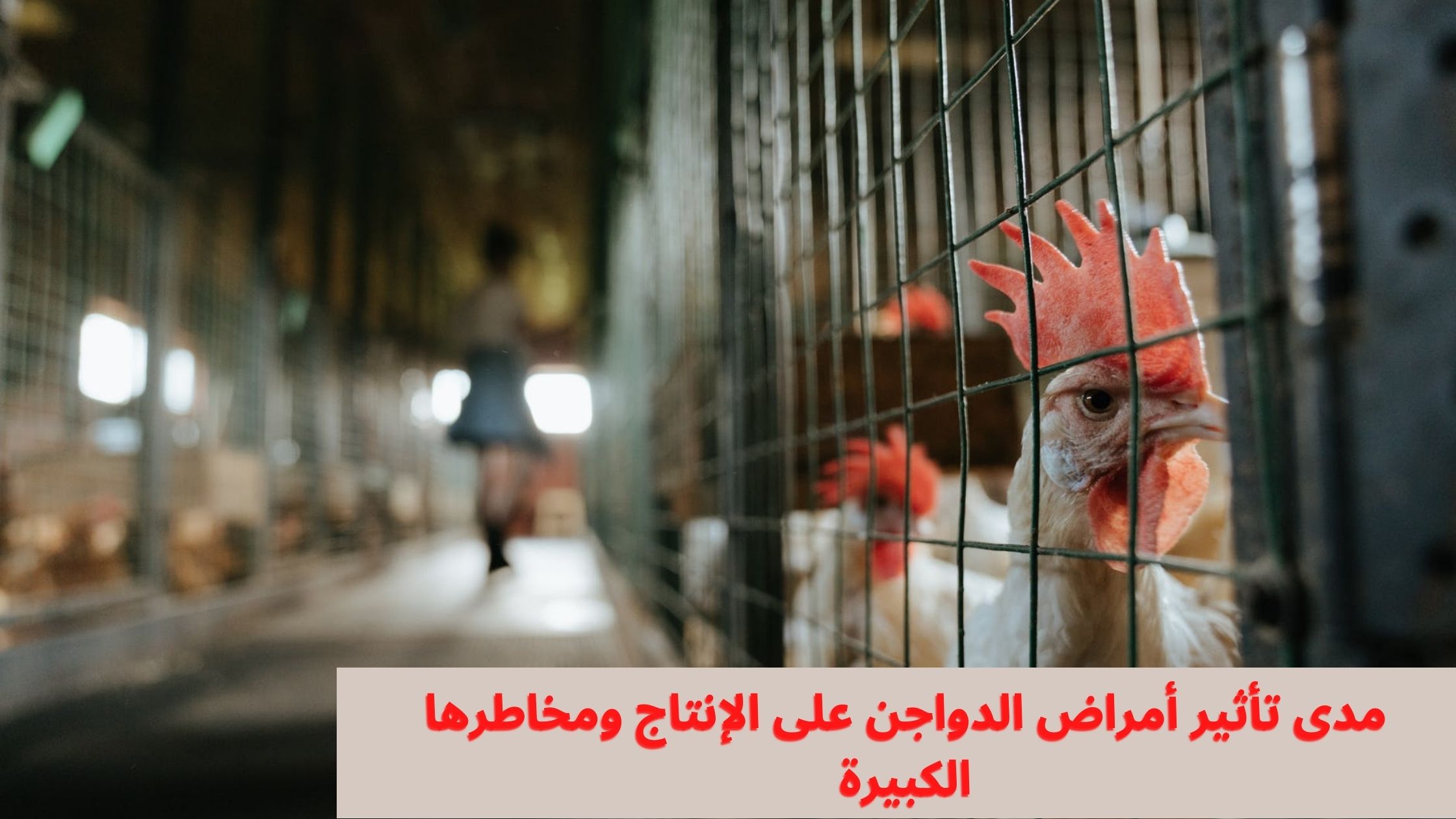 مدى تأثير أمراض الدواجن على الإنتاج ومخاطرها الكبيرة مدى تأثير أمراض الدواجن على الإنتاج ومخاطرها الكبيرة