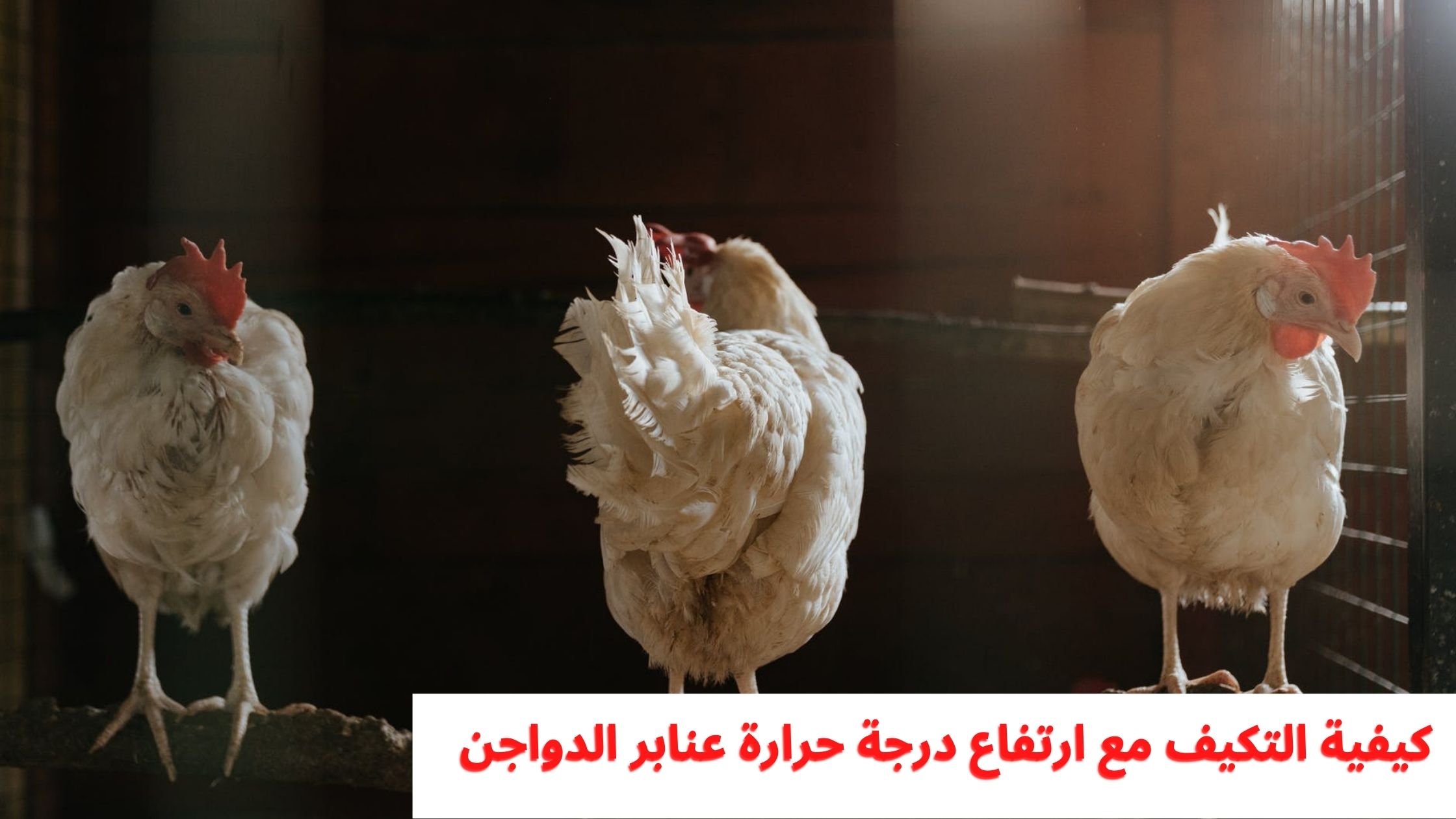 كيفيه التكيف مع ارتفاع درجة حرارة عنابر الدواجن كيفيه التكيف مع ارتفاع درجة حرارة عنابر الدواجن