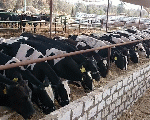 26 cattle and 1400 chickens died in the fire of 3 farms in Luxor