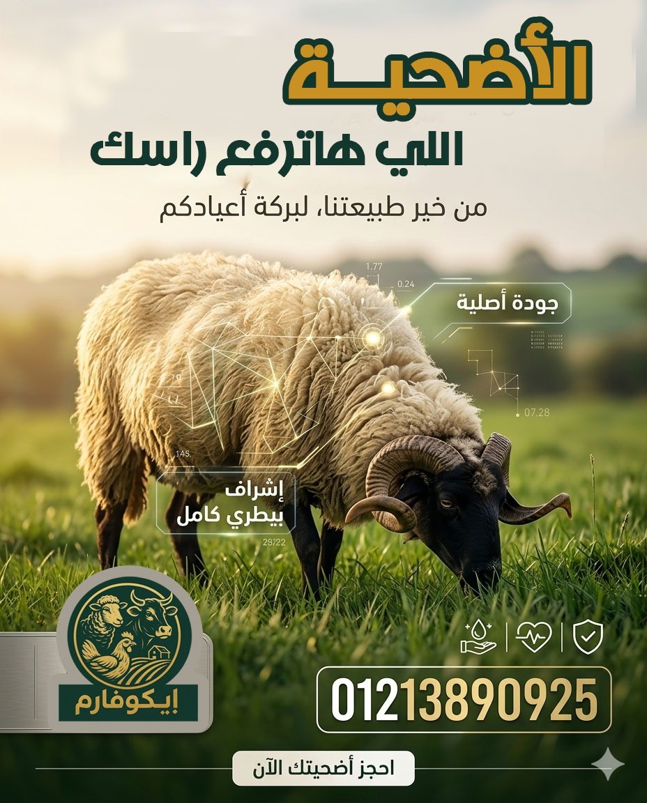 أضحية العيد من أغنام البرقى: لحم صافي وطعم أصيل بإشراف بيطري موثوق
