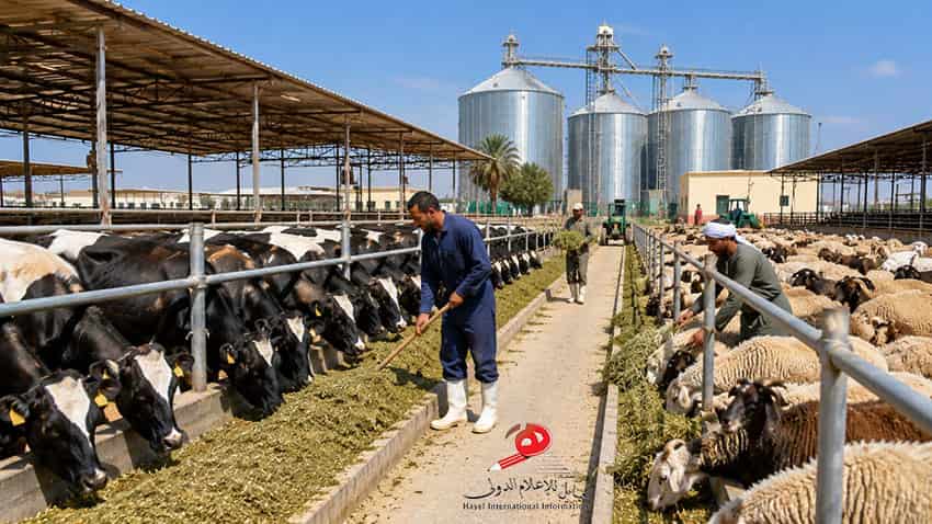 مستشار الإنتاج الحيواني: 40% من طاقة القطاع معطلة وتطويره يرفع الاكتفاء الذاتي